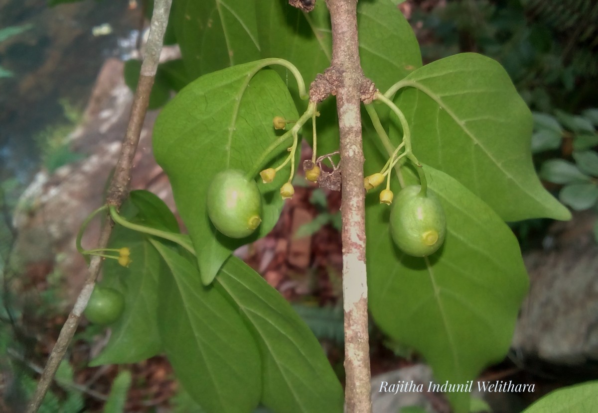 Canthium coromandelicum (Burm.f.) Alston